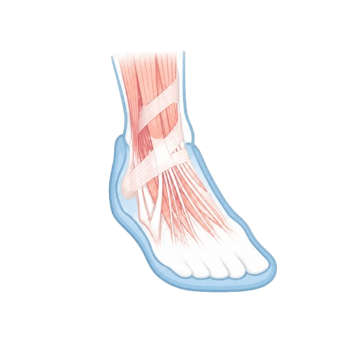 Contoured Arch Support